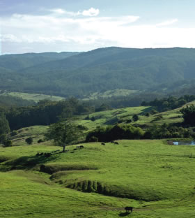 Dairy farm in Tasmania